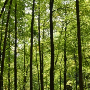 Hidden Enchanted Forest